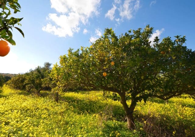 The science behind every step of citrus processing