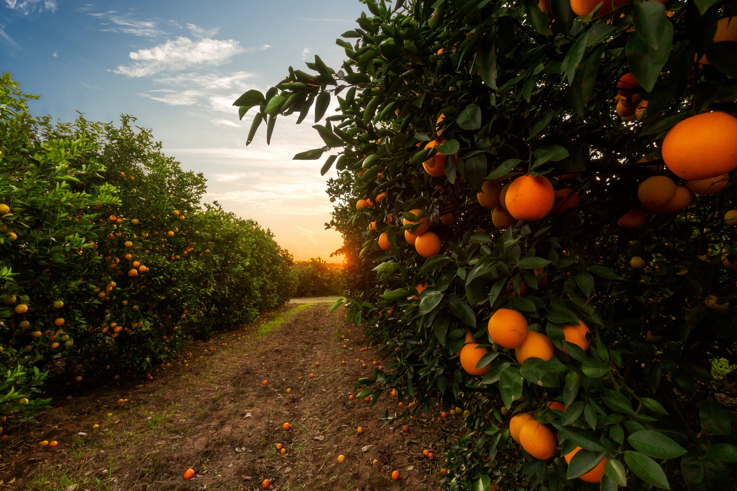 Orange tree plantation